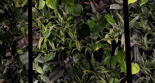 Healthy houseplants