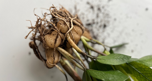 Roots of a ZZ Chameleon Houseplant