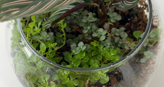 A open terrarium filled with various terrarium plants