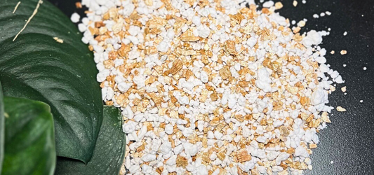 Vermiculite and perlite beside a Scindapsus Jade Satin Plant