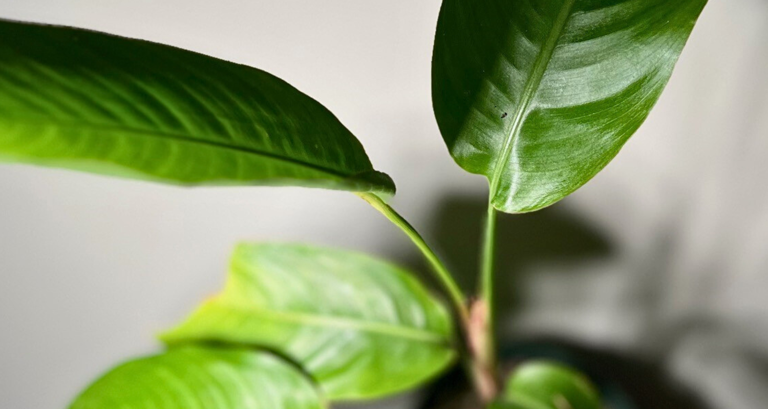 Navigating Transplant Shock in Plants: Causes, Symptoms, and Treatment ...
