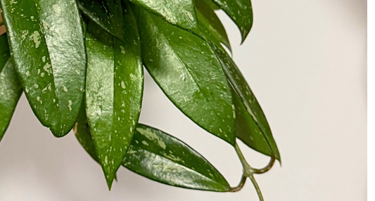 Close-up of a Hoya pubicalyx with glossy, healthy leaves after treatment with the natural insect killer spray Birdy’s Plant Care Drops