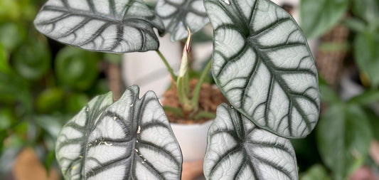 Alocasia Silver Dragon