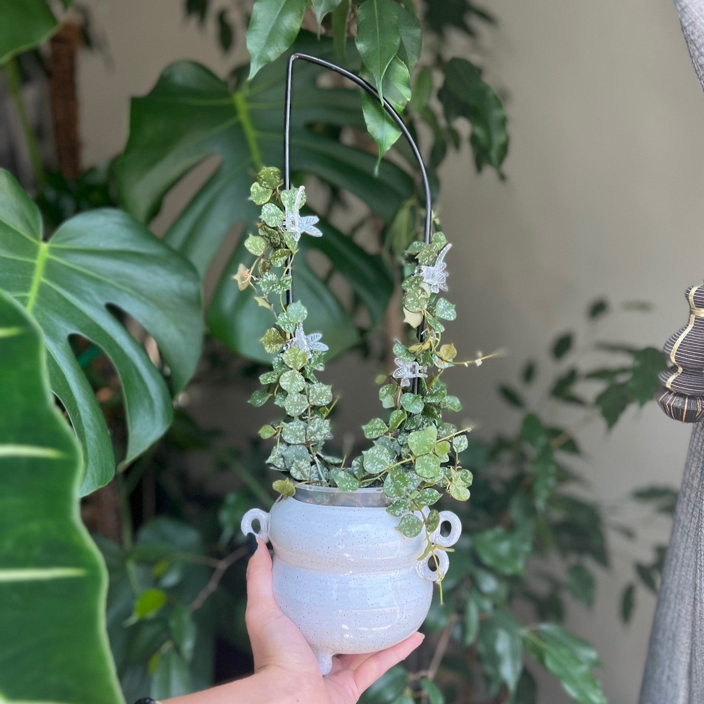 Birdy's Plants Ava Semi-Arch Trellis, a stylish black metal trellis, encircles a vibrant Hoya Curtisii houseplant. This metal trellis is used as a indoor plant trellis to providing sturdy support and accentuating the beauty of your houseplant garden.