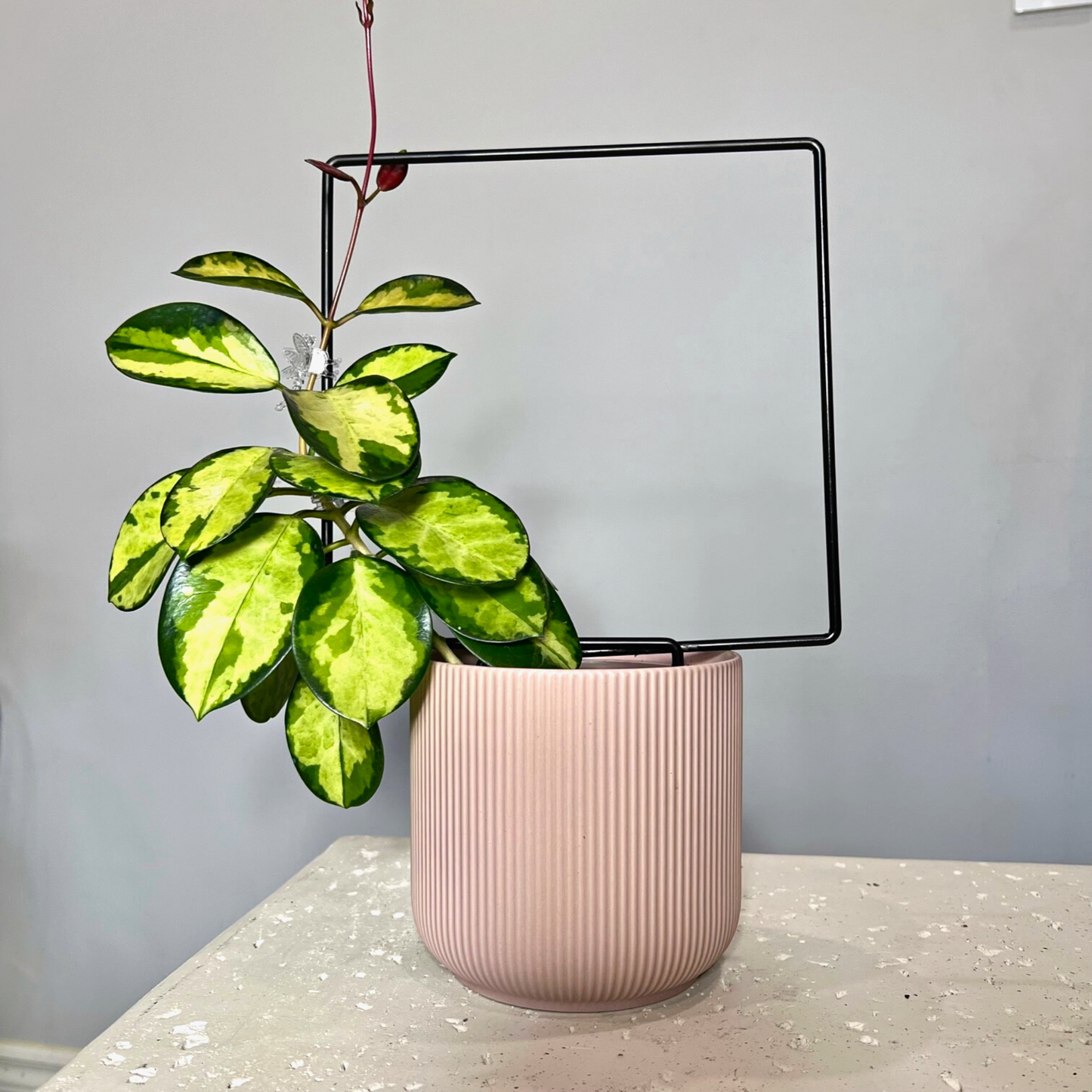 From Birdy's Plants, the Ivan Square Trellis, a refined black metal trellis, is adorned by the lush vining of a Hoya Australis Lisa. This house plant trellis for climbing plants provides sturdy indoor support, enhancing your houseplant garden.