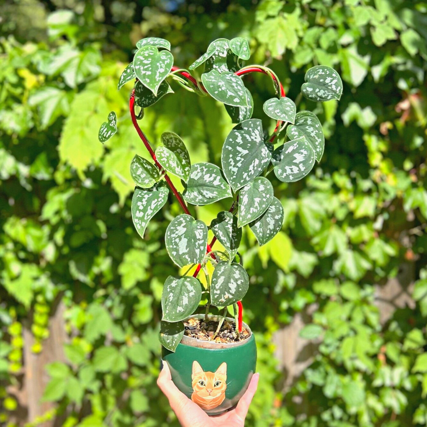 Wrapped around the Malina Heart Trellis from Birdy's Plants is a thriving Scindapsus Agyraeus houseplant, showcasing the versatility of this charming metal trellis. Designed for climbing plants indoors, this heart-shaped trellis adds both decorative flair and functional support to your indoor garden.
