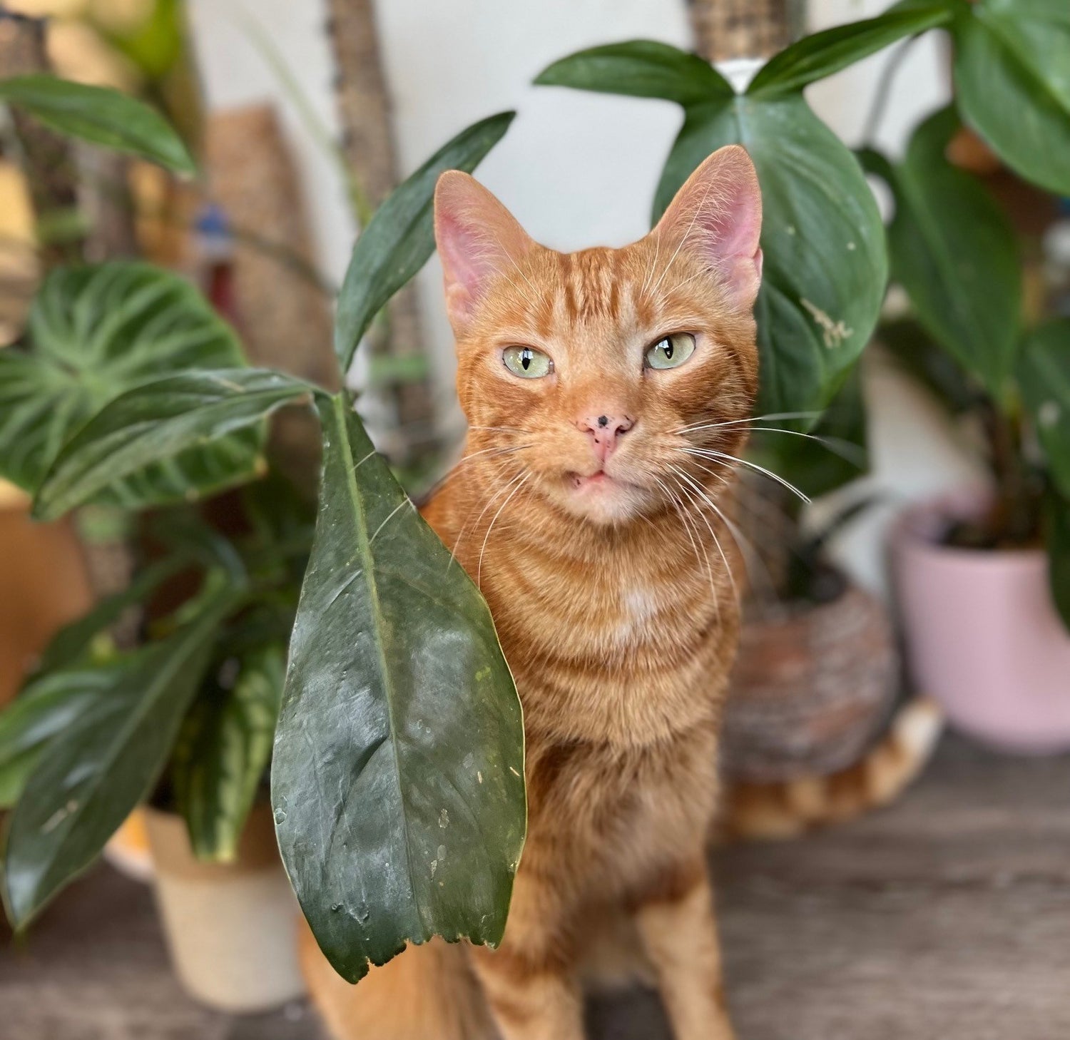 Birdy's Plants Mango beside a Philodendron 69686 plant.