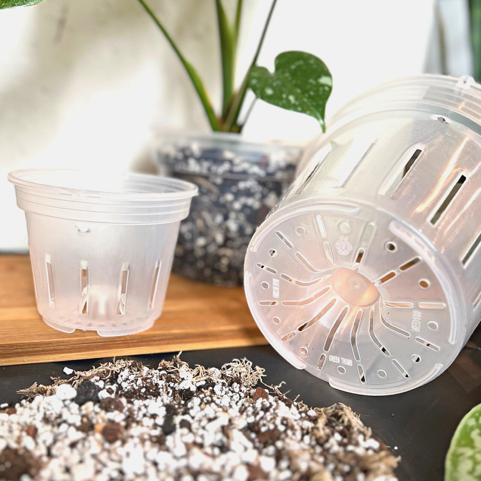 5" Round Clear Plastic Orchid Pot beside a 7" Clear Plastic Orchid Pot and a Monstera Thai Constellation in a 6.5" Round Clear Plastic Pot. in the background.