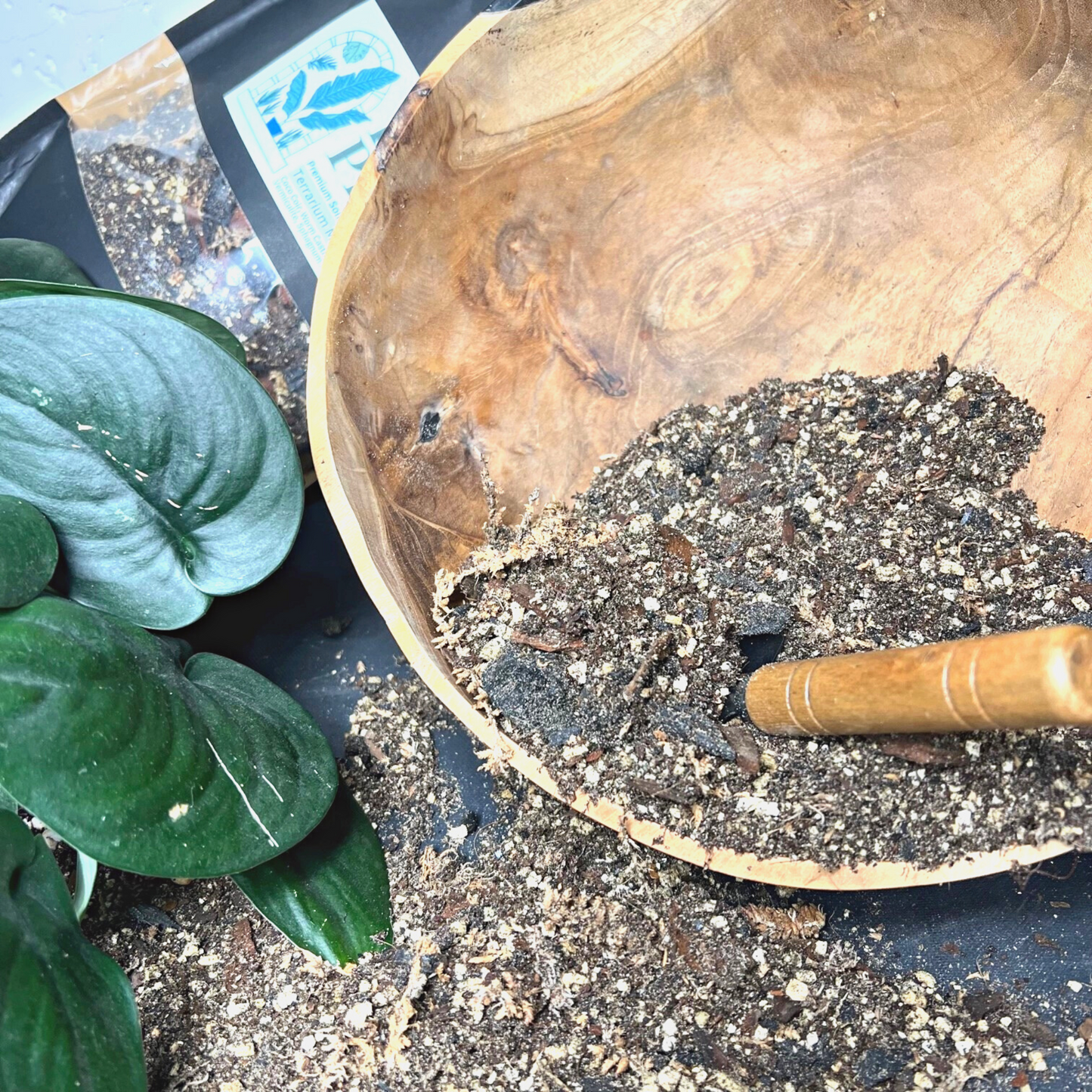 Birdy's Plants Premium Terrarium Soil Mix beside a Birdy's Plants 4L Premium Terrarium Soil Mix bag with an Scindapsus Jade Satin plant in the front.