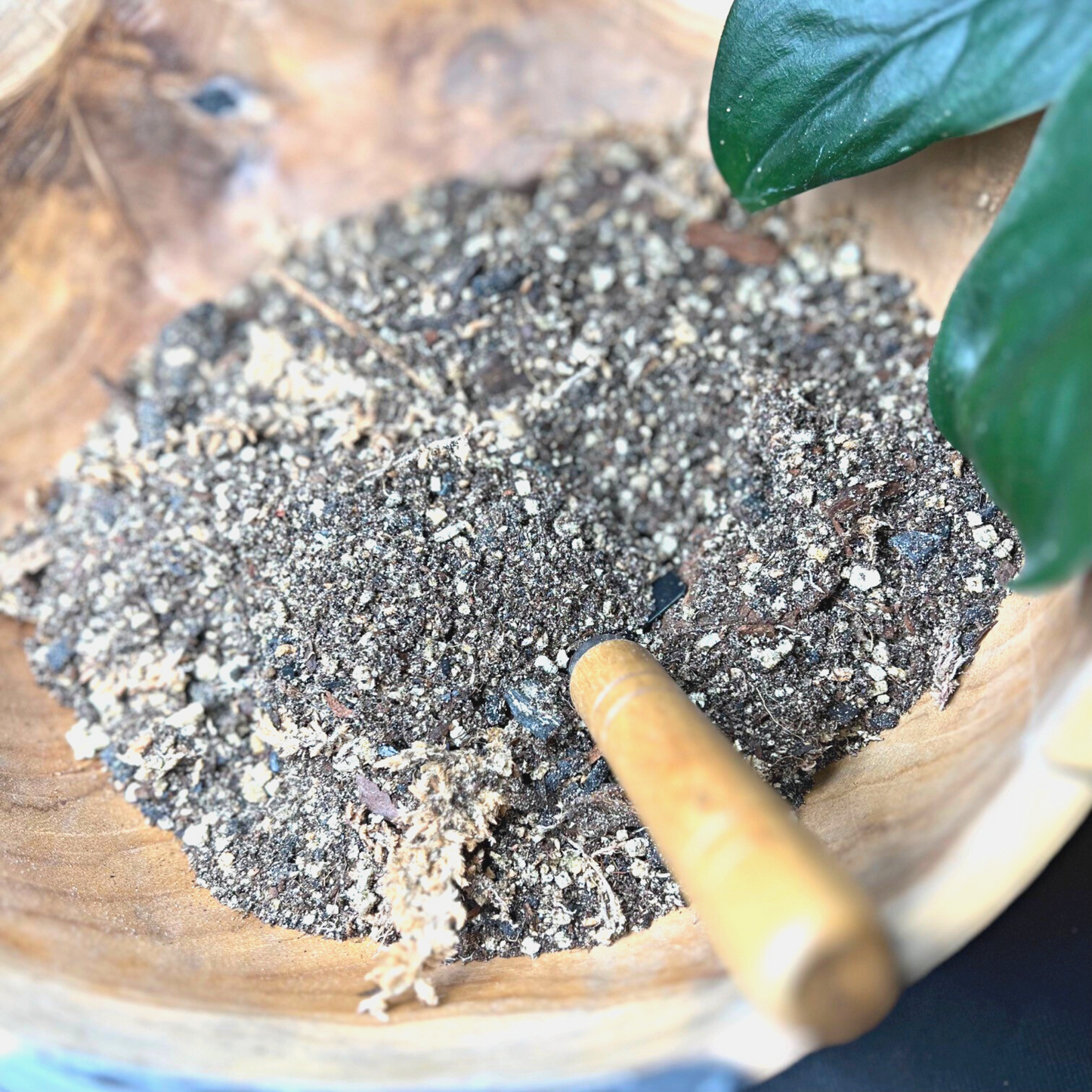 Birdy's Plants Premium Terrarium Soil Mix beside a Scindapsus Jade Satin plant.