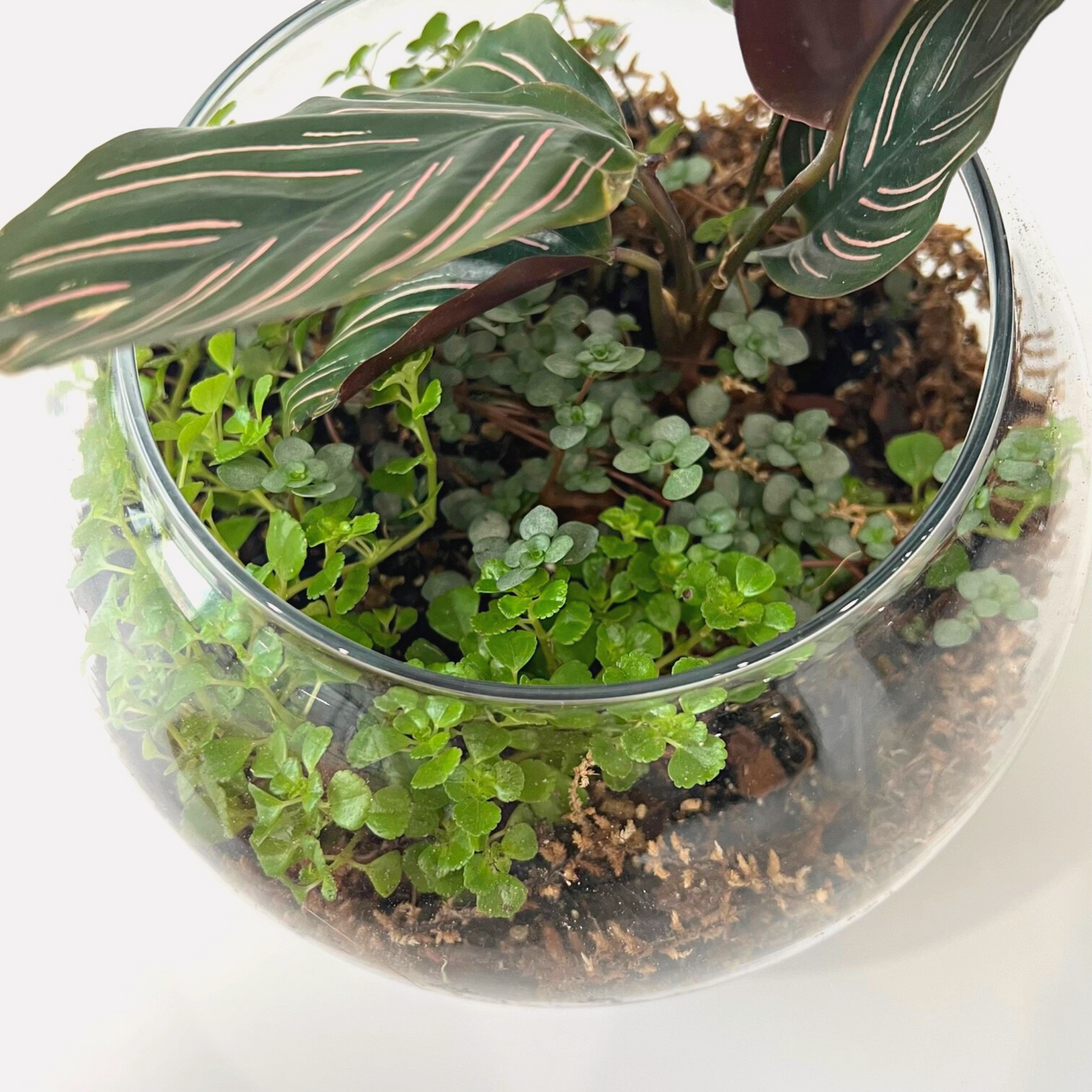 Bio-active open terrarium with various terrarium plants including Maranta leuconeura (prayer plant)