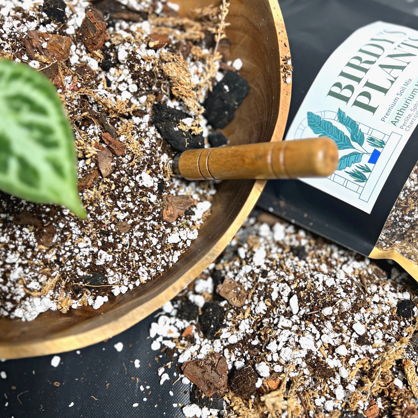 Anthurium Crystallinum plant in Birdy's Plants Premium Anthurium Soil Mix beside a 2L bag of Birdy's Premium Anthurium Soil Mix.