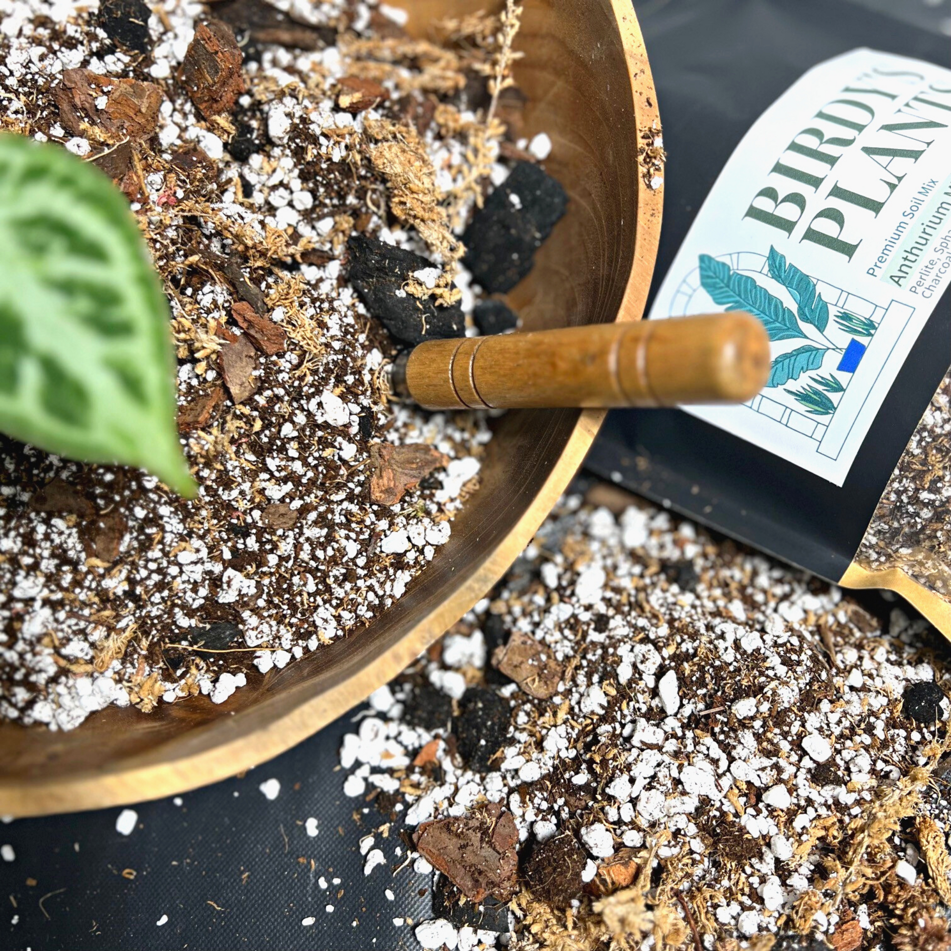 Anthurium Crystallinum plant in Birdy's Plants Premium Anthurium Soil Mix beside a 2L bag of Birdy's Premium Anthurium Soil Mix.