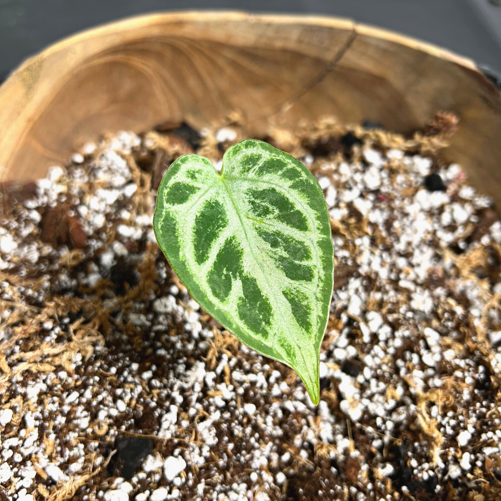 Anthurium Crystallinum plant in Birdy's Plants Premium Anthurium Soil Mix.