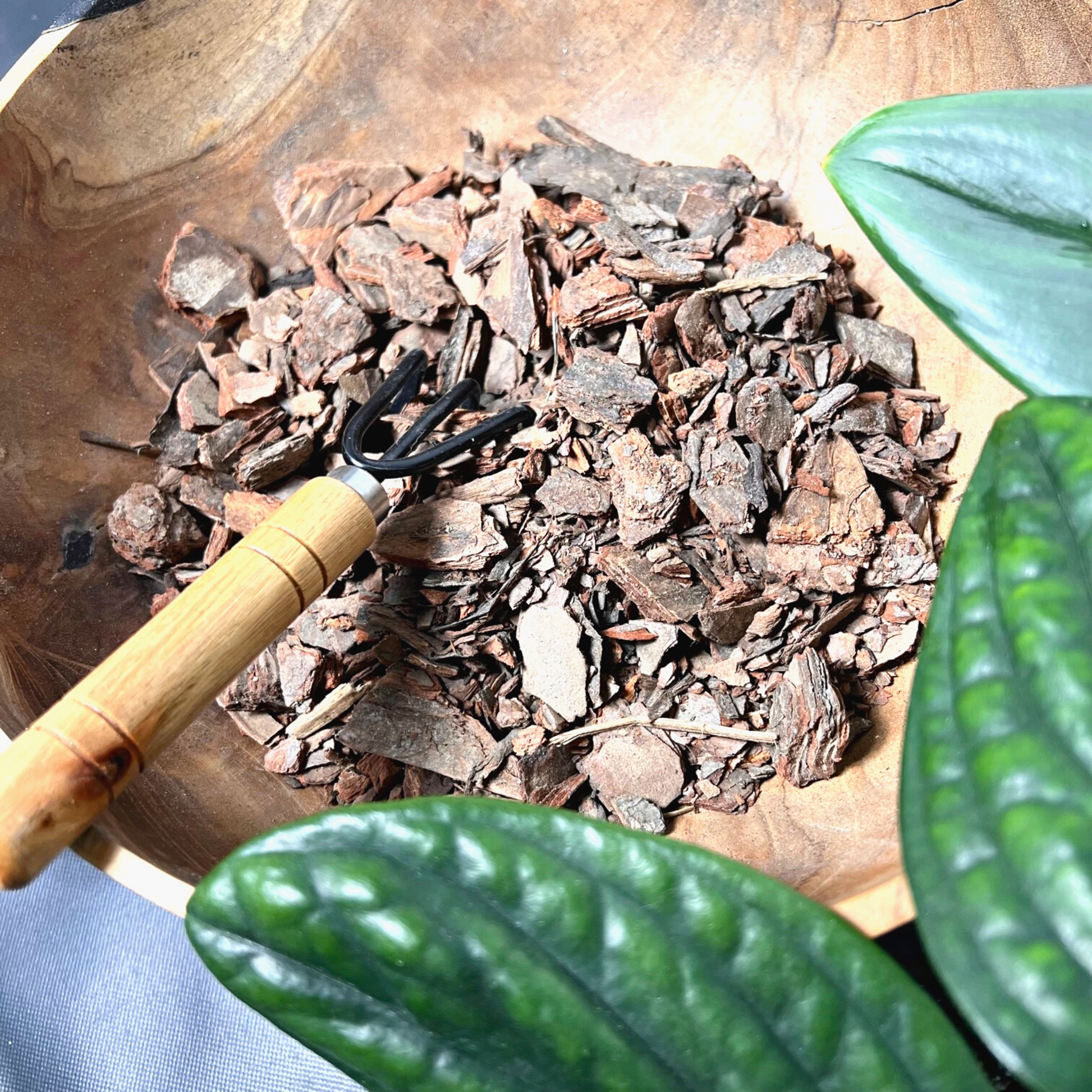 A pile of various sized brown bark nuggets surrounded by a Monstera Peru plant and a Scindapsus Treubii Moonlight plant.