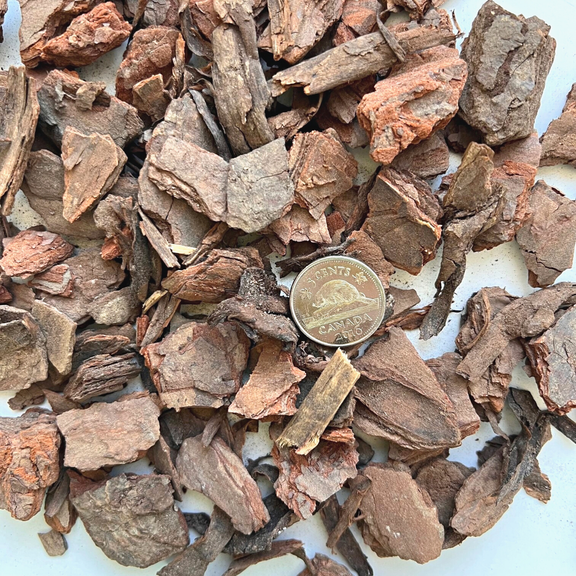 A pile of brown bark nuggets beside a 5 cent coin to show the various sizes.