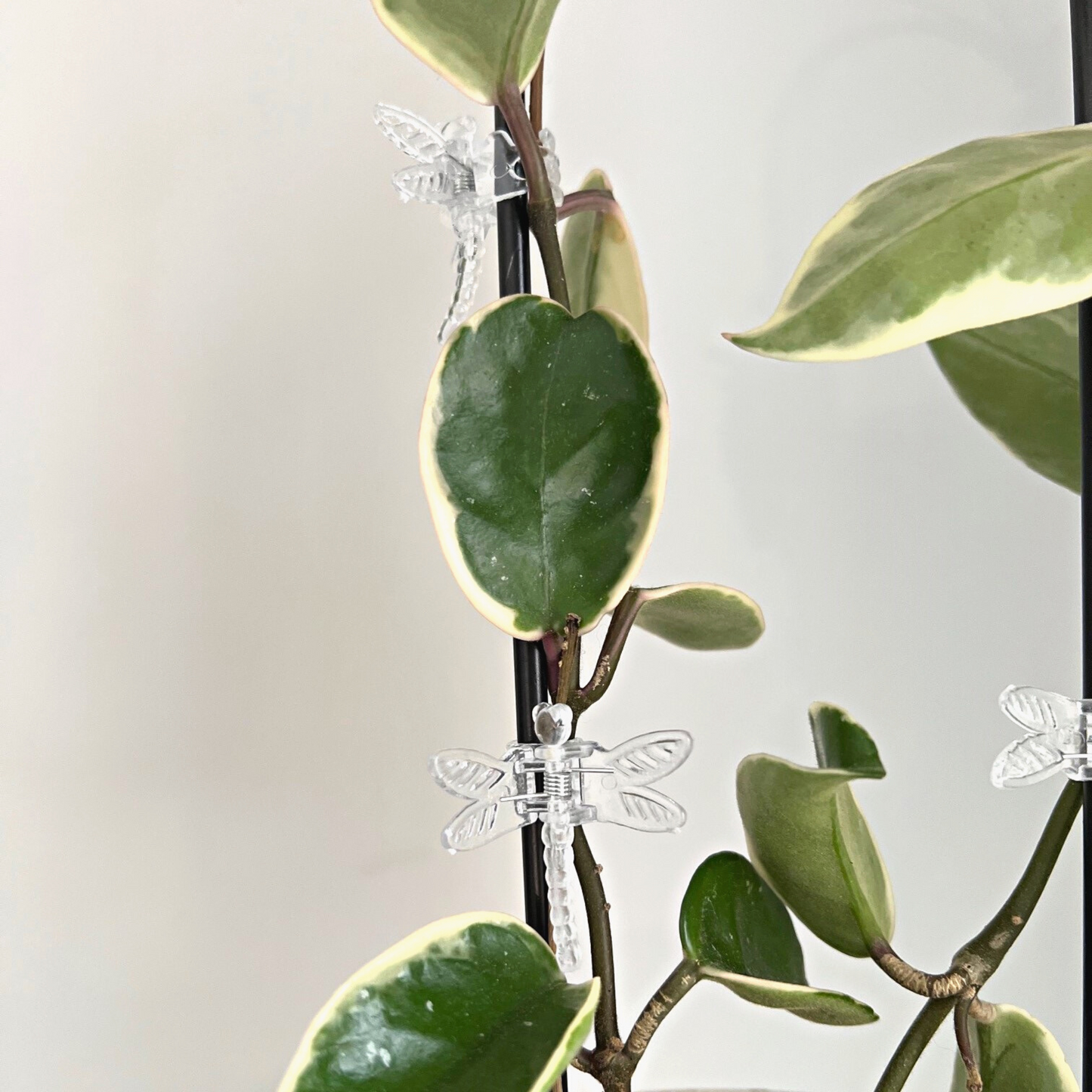 Hoya Carnosa Crimson Queen plant on our Celso trellis with two dragon fly clips holding them together