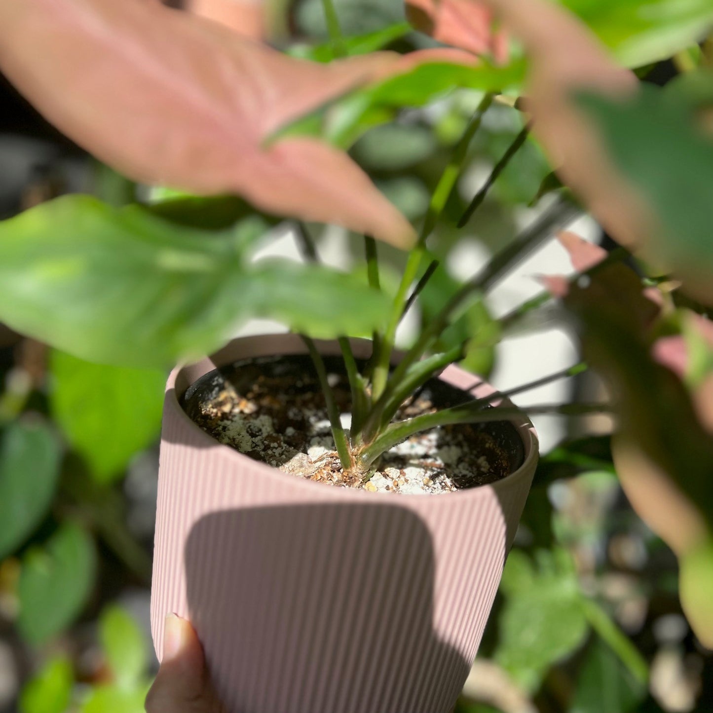 Diatomaceous Earth powder sprinkled on top of soil on the Syngonium Pink Spot Tricolour