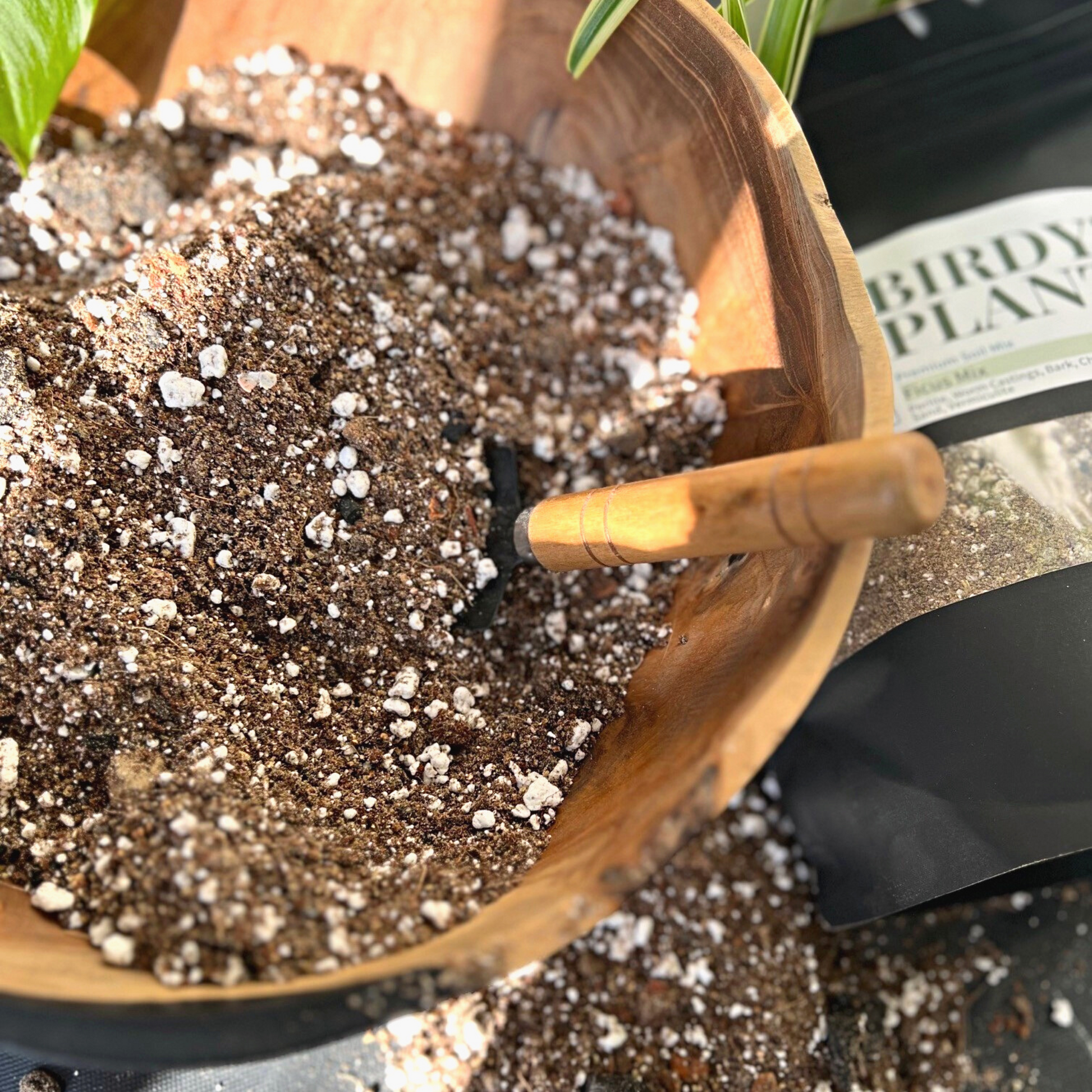 Birdy's Plants Premium Ficus Soil Mix beside a 2L bag of Birdy's Plants Premium Ficus Soil Mix with a spider plant and a Marble Queen Pothos plant in the background.