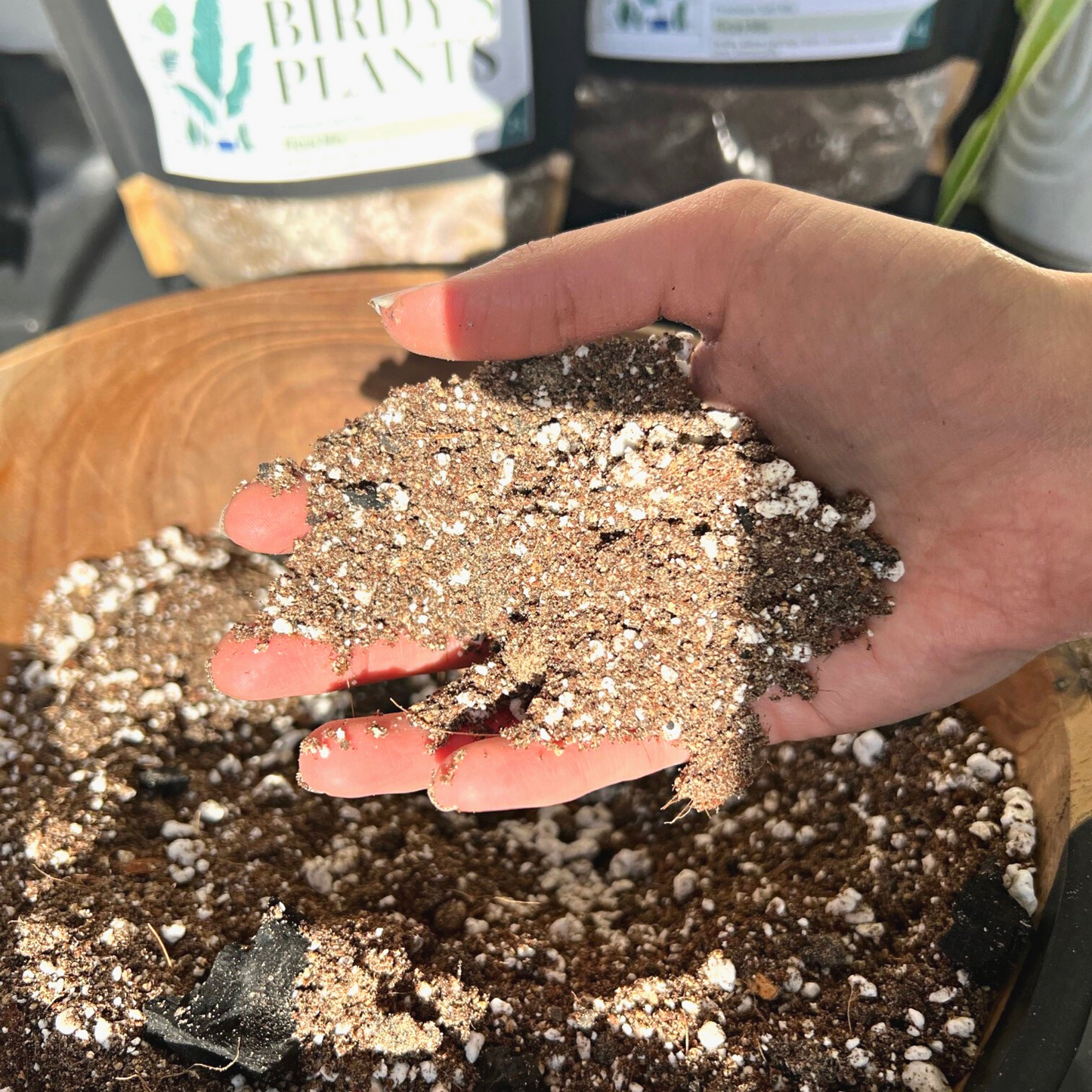 Birdy's Plants Premium Ficus Soil Mix with a 2L and 4L bag of Birdy's Plants Premium Ficus Soil Mix in the background.