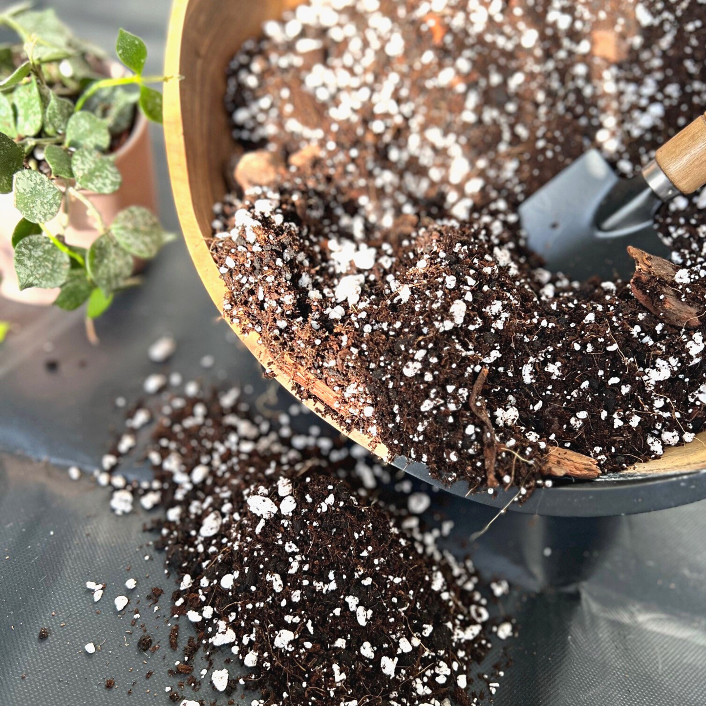Birdy's Plants Premium Hoya Soil Mix with a Hoya Curtisii plant in the background.
