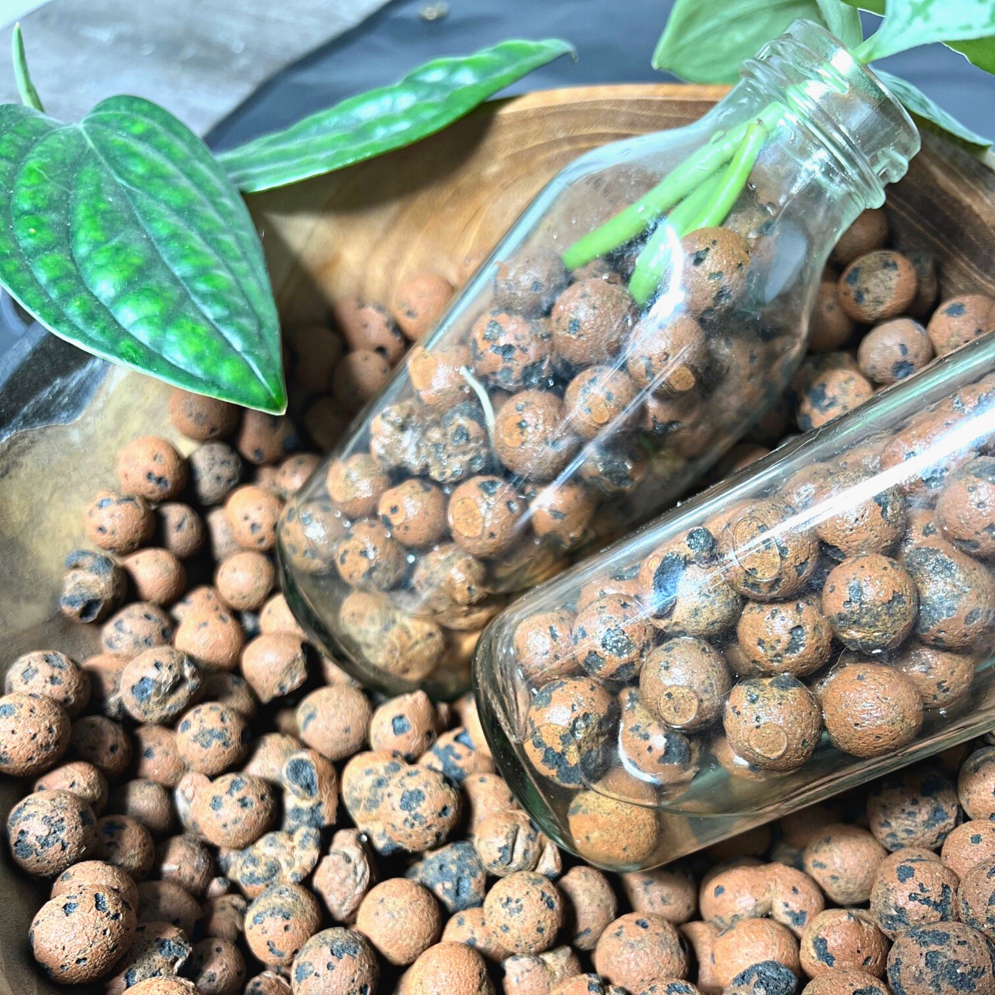 A pile of brown circular-shaped leca/clay balls with two small jars holding Monstera Peru plant and Scindapsus Exotica plant cuttings.