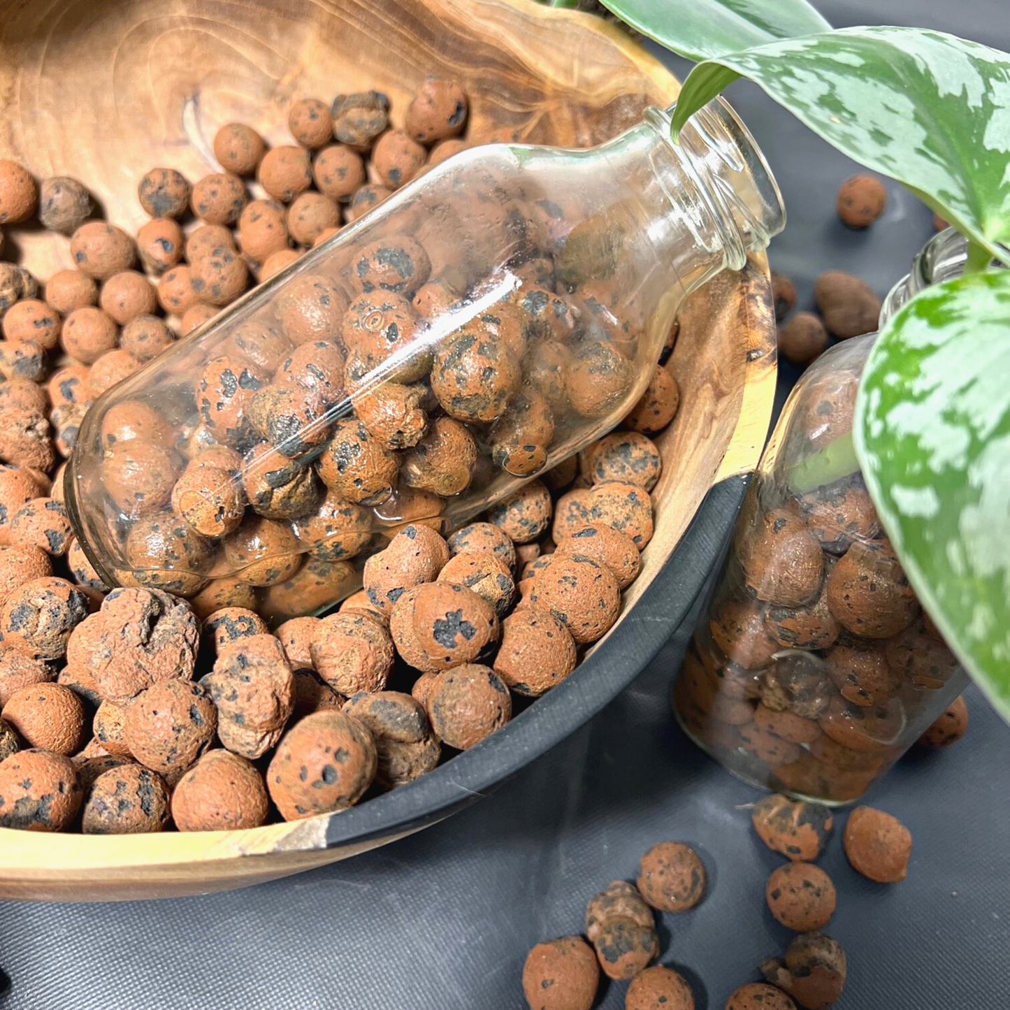 A pile of brown circular-shaped leca/clay balls and a glass bottle with Scindapsus Exotica plant cuttings filled with leca beside it.
