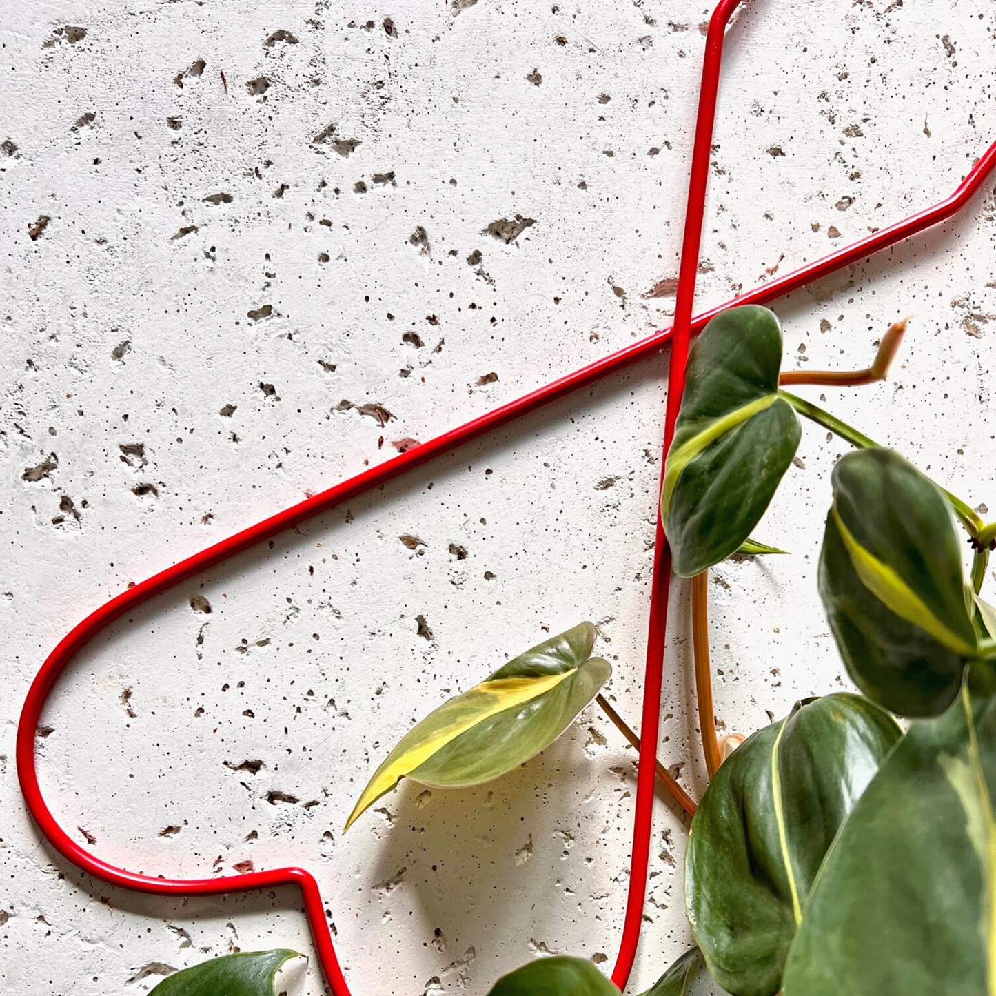 Adjacent to a vibrant Philodendron Brasil houseplant, the Malina Heart Trellis from Birdy's Plants stands as a charming metal trellis, perfect for indoor climbing plants. This red heart-shaped metal trellis for house plants adds whimsy and functionality to your indoor garden.