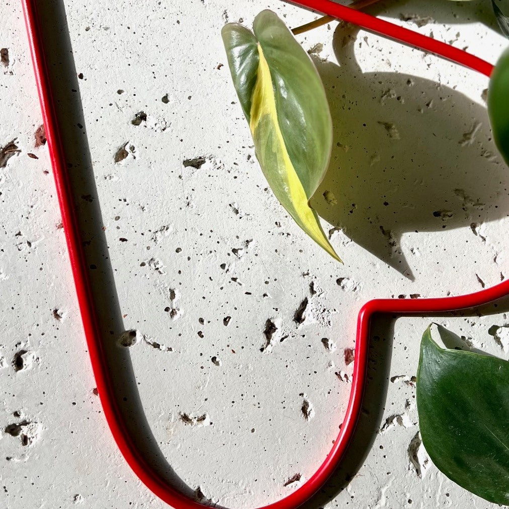 Beside a lively Philodendron Brasil houseplant, the Malina Heart Trellis from Birdy's Plants serves as an enchanting metal trellis, ideal for indoor climbing plants. This red heart-shaped metal trellis for house plants brings both whimsical charm and practicality to your indoor garden, enhancing its allure and functionality.