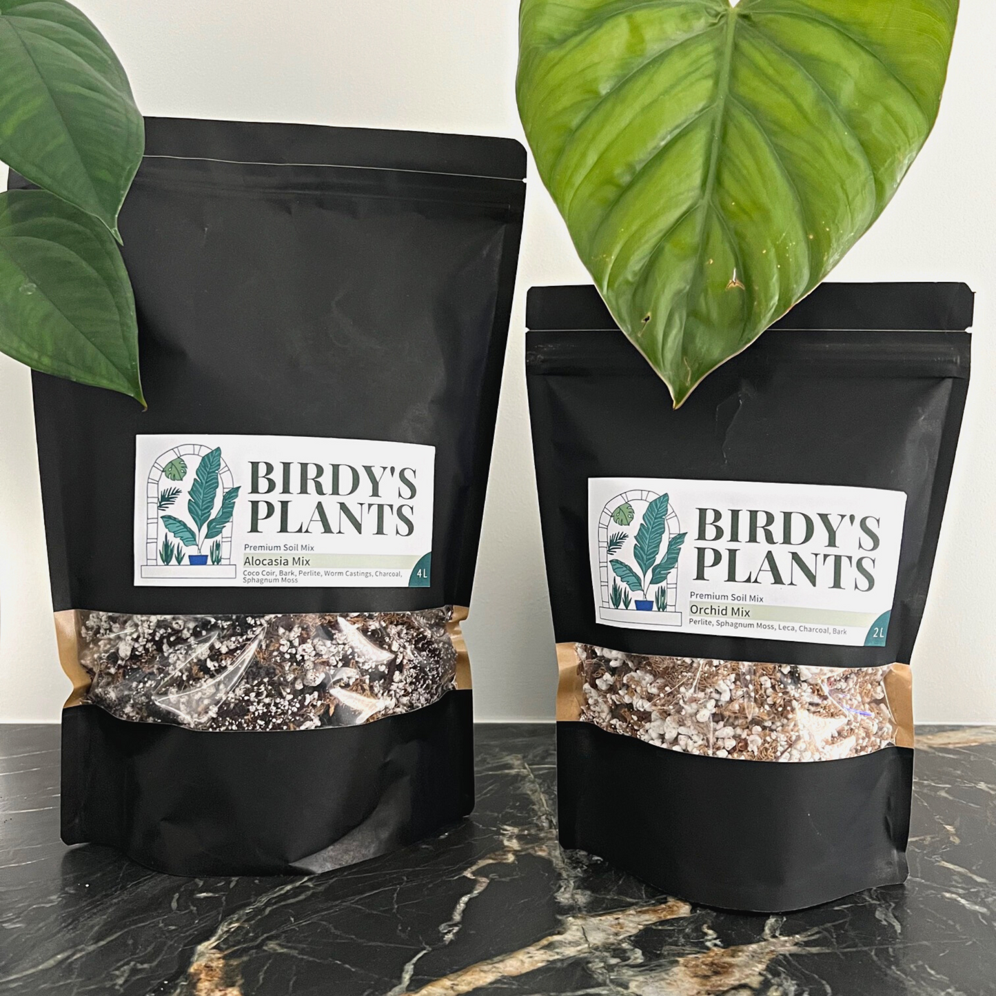 A size comparison of Birdy's Plants 2L Orchid Mix and 4L Alocasia Mix with a Philodendron SP Colombia and Syngonium Chiapense in the background.