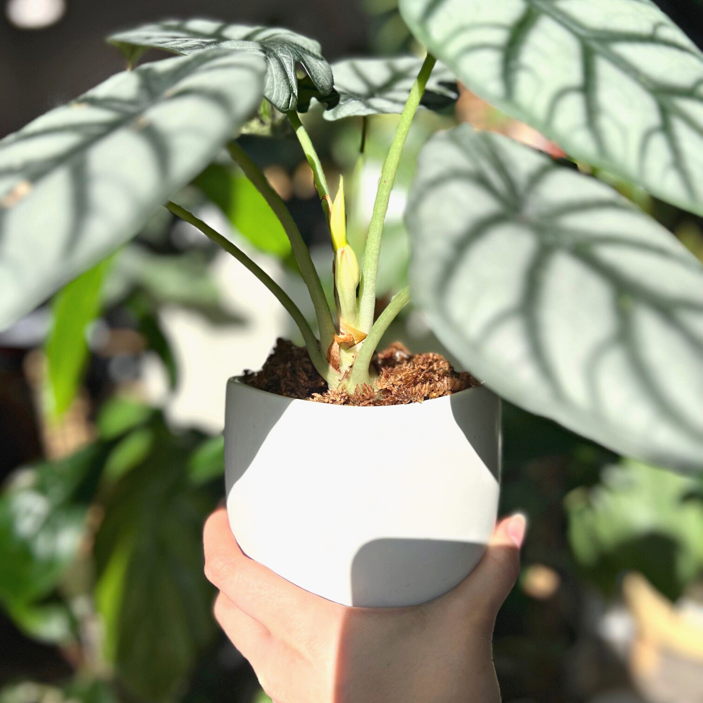 Long-fibered Canadian sphagnum moss layered on top of an Alocasia Silver Dragon plant with a variety of houseplants in the background.