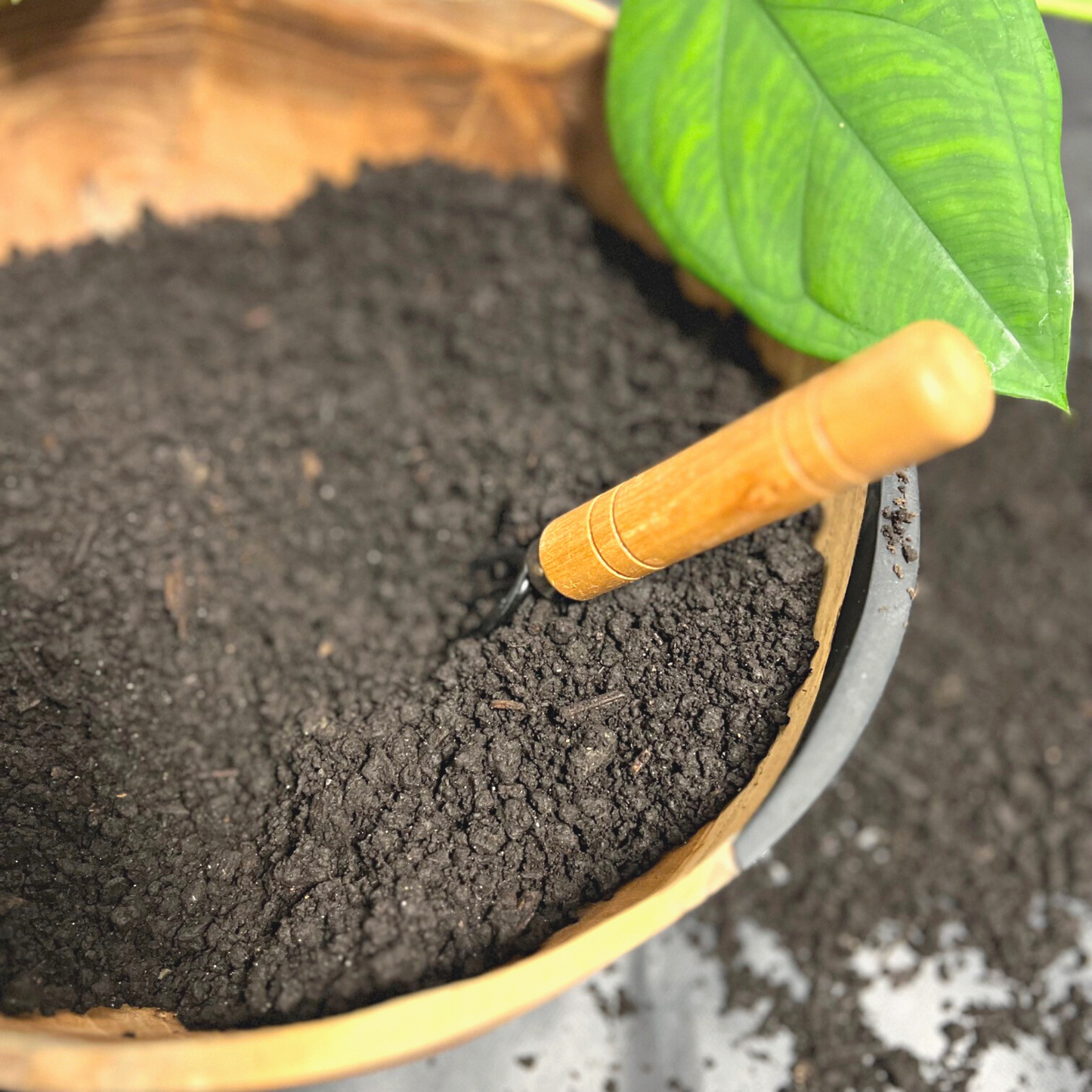 A pile of organic earthworm castings with a Syngonium Chiapense plant in the background.
