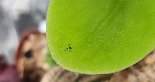 A fungus gnat on a Butterwort plant