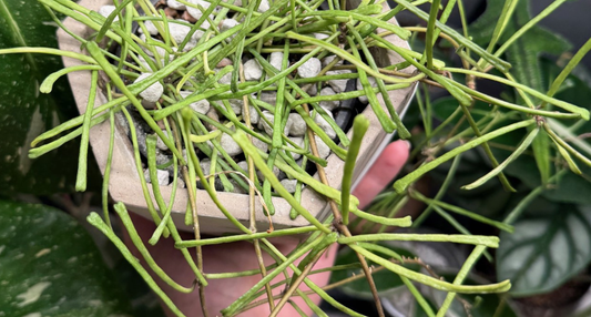 Hoya Linearis is Birdy's Plants Semi-Hydro