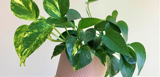 Golden Pothos Houseplant