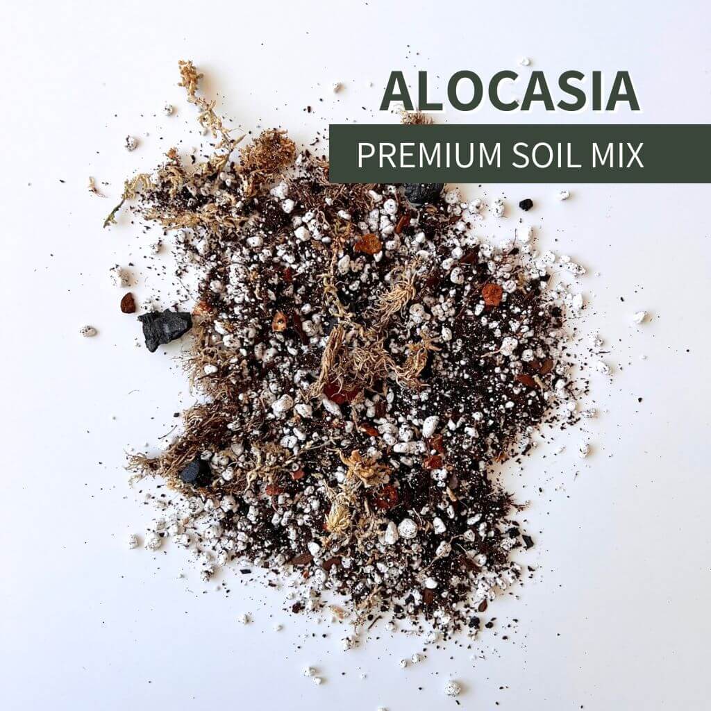 Birdy's Plants Alocasia Soil Mix for tropical houseplants. Handcrafted blend of bark, perlite, and organic materials that improves aeration, moisture balance, and root health for thriving Alocasia plants.