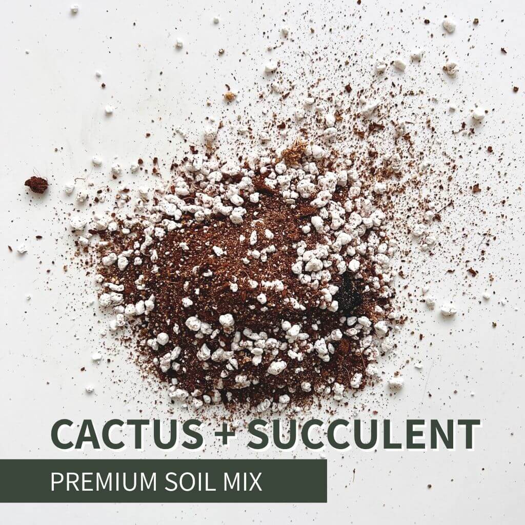Birdy's Plants Cactus and Succulent Soil Mix for indoor and outdoor plants. Fast-draining blend of sand, perlite, and vermiculite designed to prevent root rot and promote healthy growth.