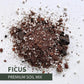 Birdy's plants Ficus soil mix for indoor plants and bonsai, with premium, fast-draining blend of bark, perlite, and organic matter that promotes aeration, root strength, and healthy growth for all ficus varieties.