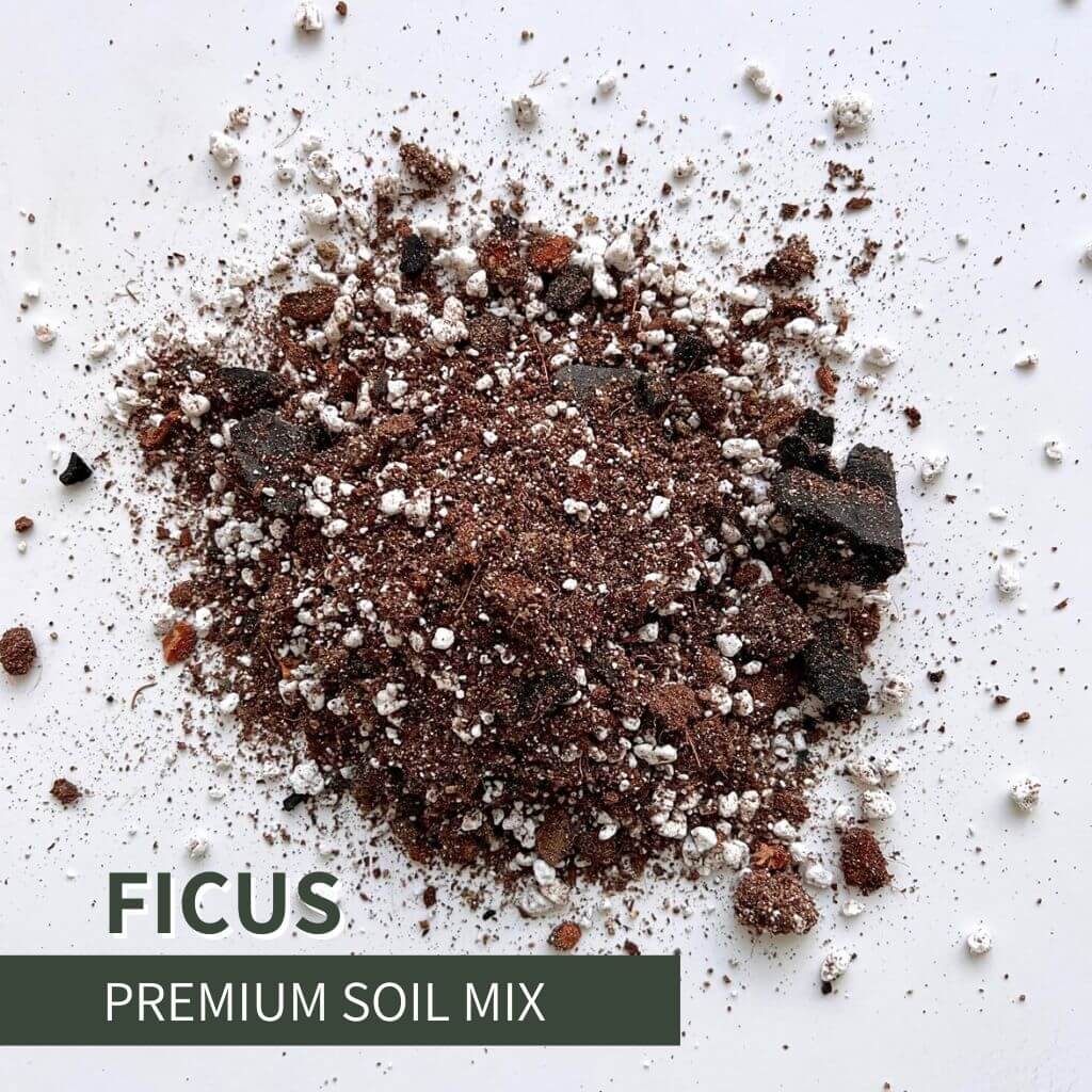 Birdy's plants Ficus soil mix for indoor plants and bonsai, with premium, fast-draining blend of bark, perlite, and organic matter that promotes aeration, root strength, and healthy growth for all ficus varieties.