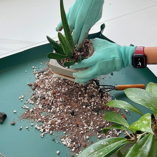 Repotting a plant with Birdy's Plants Plant Mat