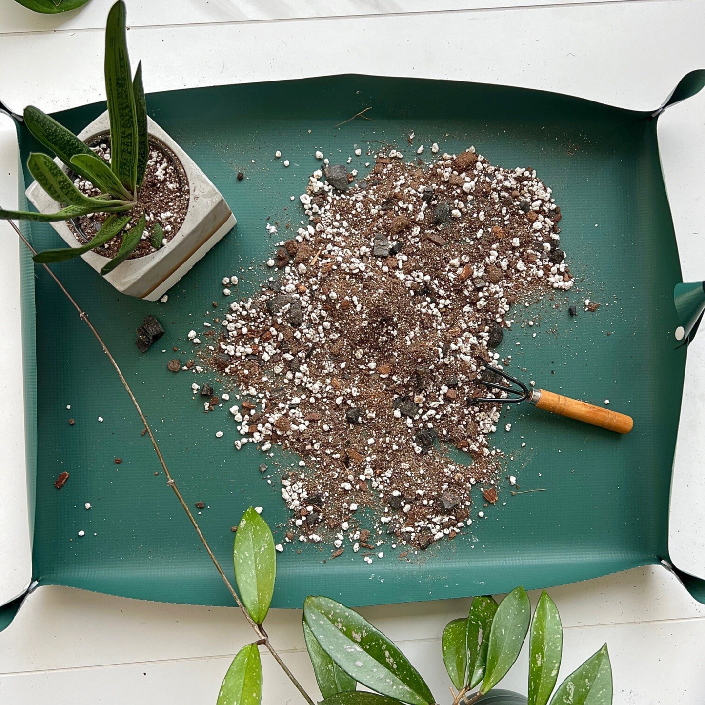 Succulent plant on Birdy's Plants' Plant Mat with soil mix showing you how to repot a plant.