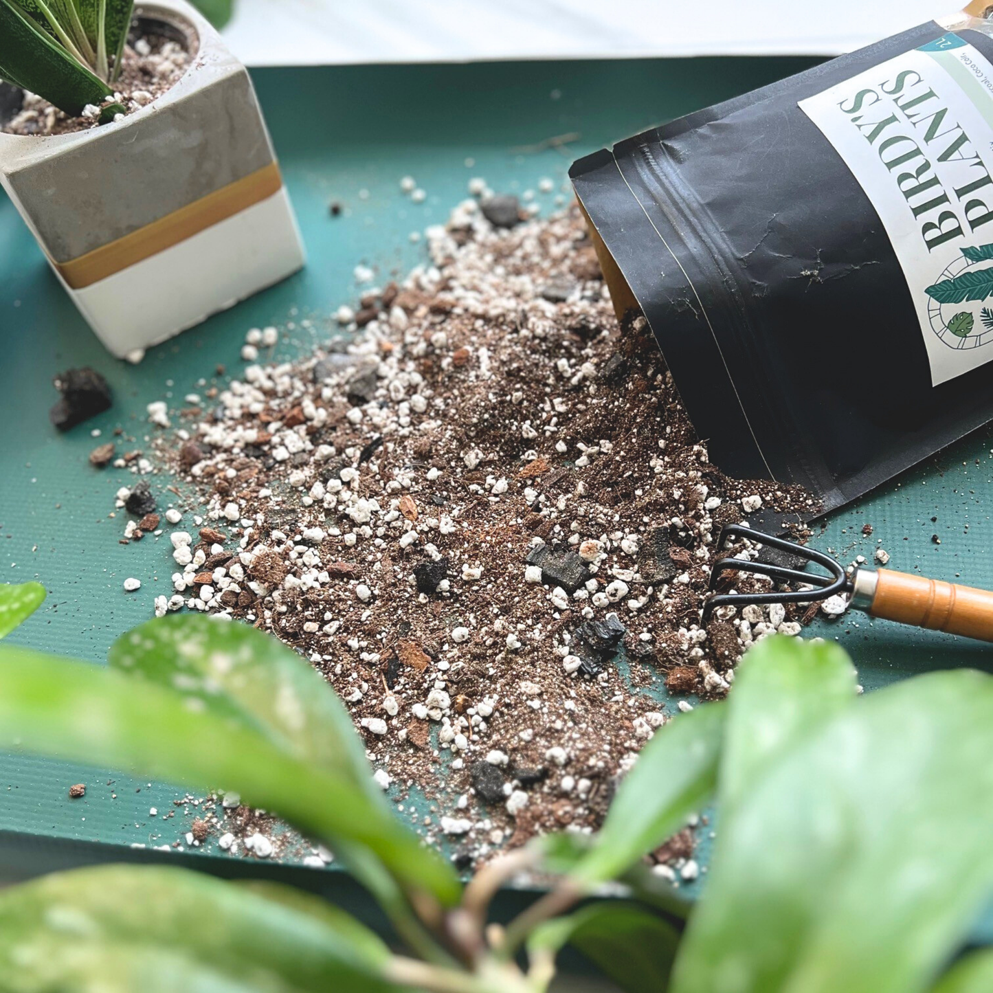 Repotting a plant using Birdy's Plants Plant Mat and soil mix 