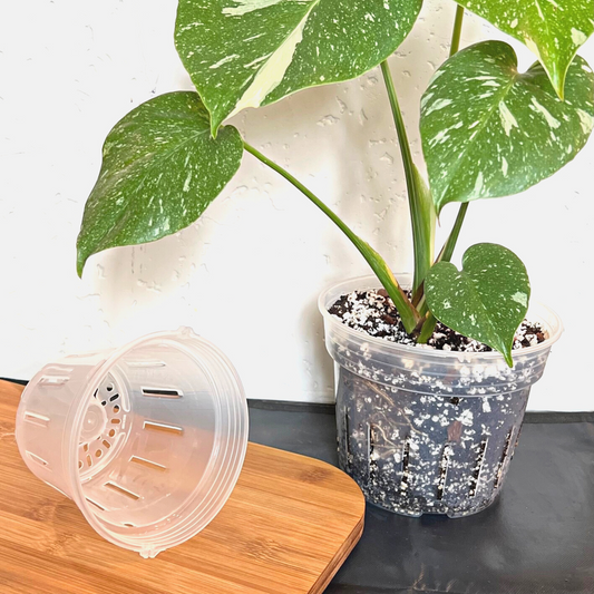 5" Round Clear Plastic Orchid Pot beside a Monstera Thai Constellation in a 6.5" Round Clear Plastic Pot.