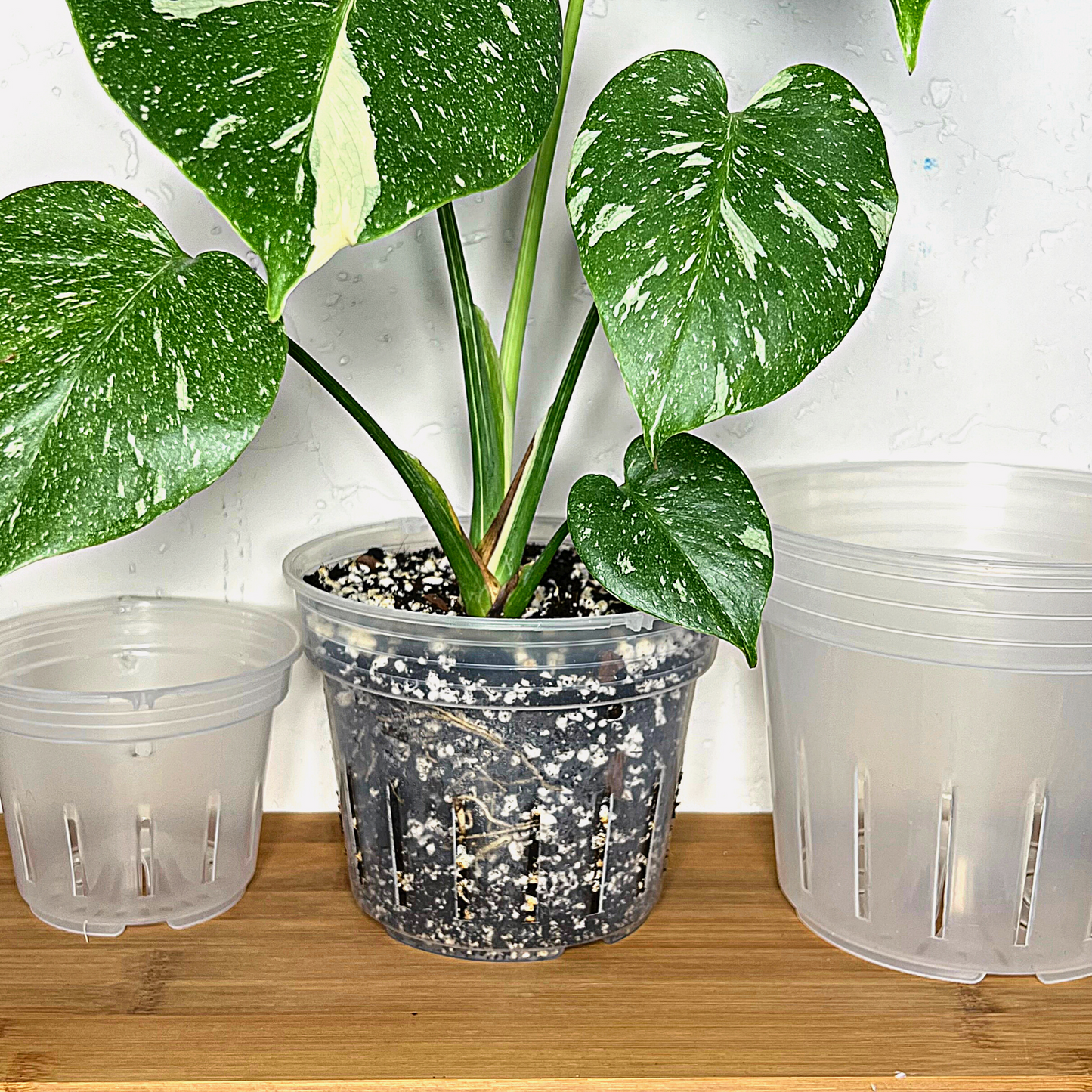 A size comparison between a 5" Round Clear Plastic Orchid Pot, a Monstera Thai Constellation plant in a 6.5" Round Clear Plastic Orchid Pot, and a 7" Round Clear Plastic Pot. 