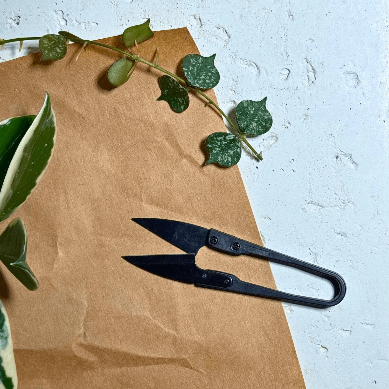 Pruning scissors with Hoya plants in background, indoor plant care tool for trimming and precise houseplant maintenance