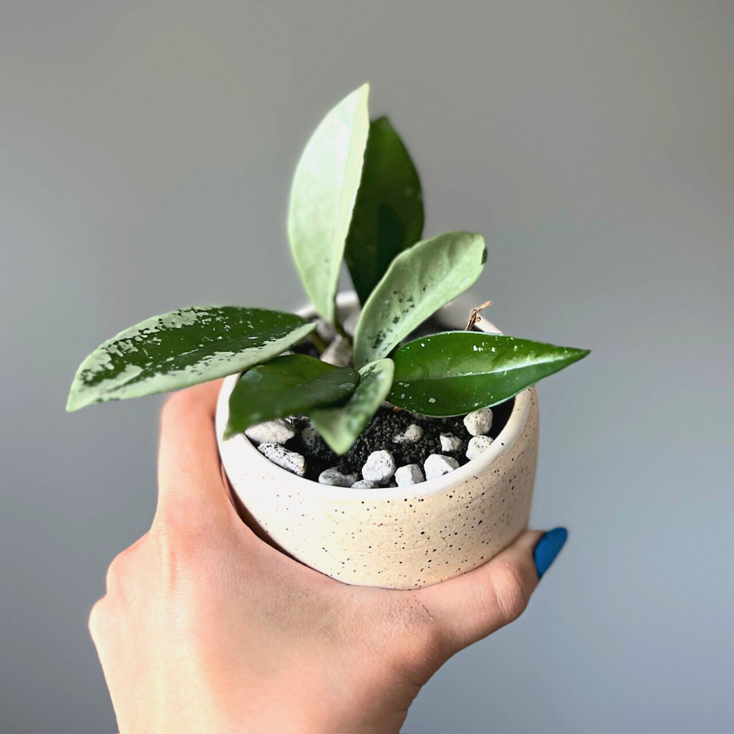 A Hoya AH074 plant potted in Birdy's Plants Premium Semi-Hydro Soil Mix