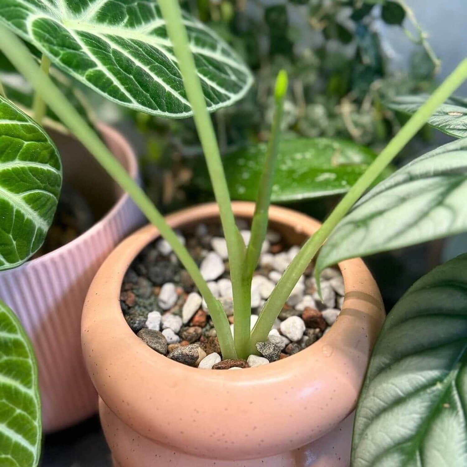Alocasia Frydek growing in Birdy’s Plants Semi-Hydro Mix, demonstrating how the hydroponic substrate supports water-wicking, oxygen flow, and stable root growth in a semi-hydroponic planting system.