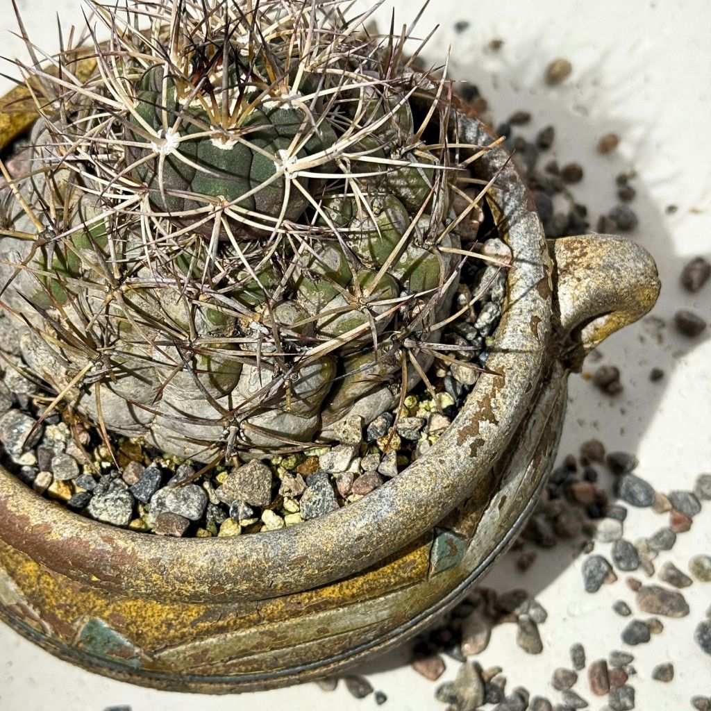 Cactus in a rustic pot with Birdy’s Plants Granite Soil Topper used as a succulent soil topper. Decorative granite gravel that improves drainage, prevents fungus gnats, and enhances planter design.