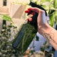 Hand holding spray bottle misting indoor plants, fine mist tool for houseplant care and humidity support