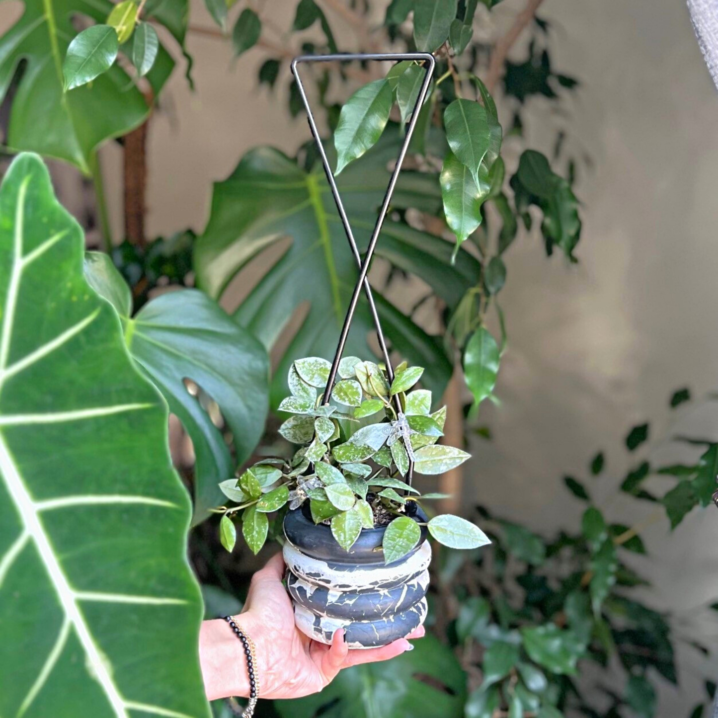 upside down indoor plants Surena' Upside Down Triangle Trellis – BIRDY'S PLANTS